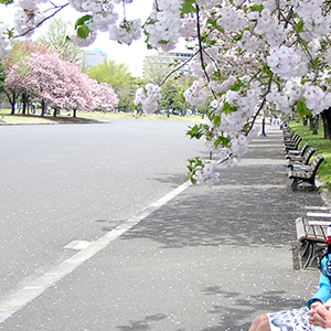 皇居前ひろばの桜。休日の都心は空いていてなかなかいいですよ。